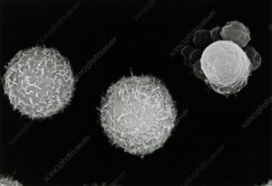 wbc cells