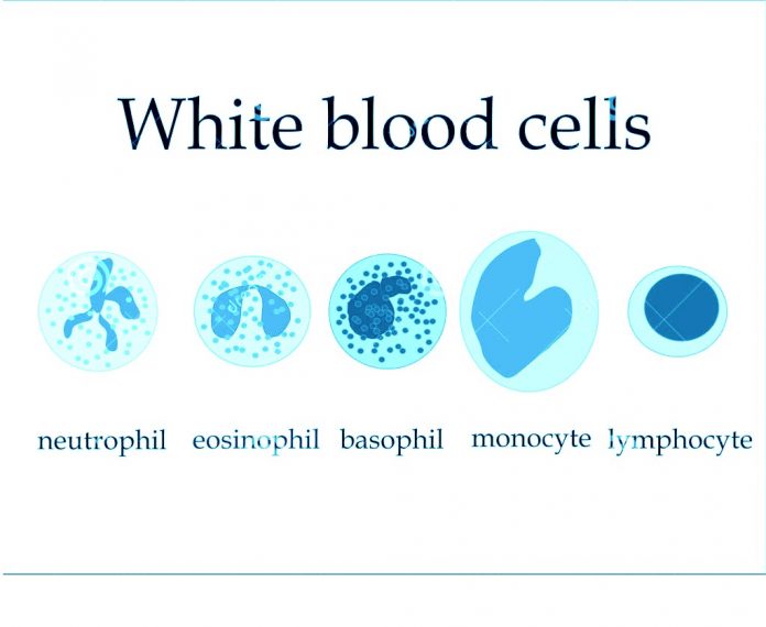 white blood cells