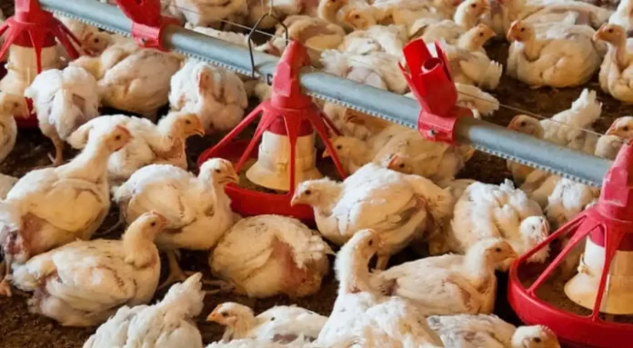 avian flu outbreak