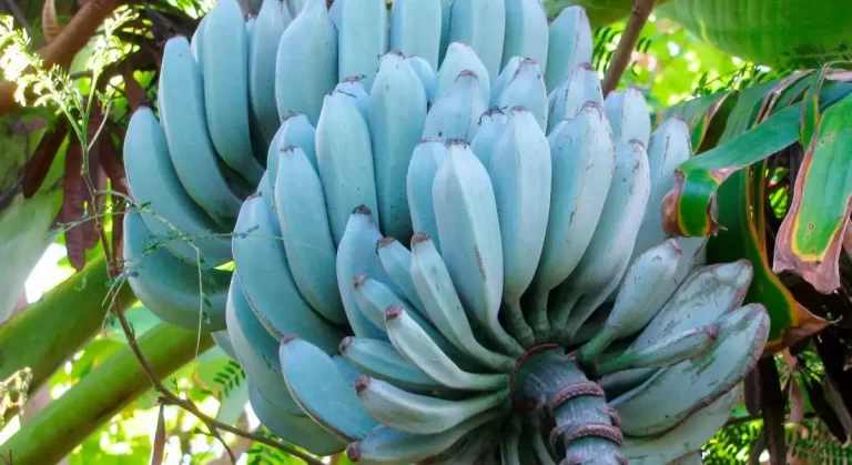 Blue Java Banana Nutritional Benefits, Uses & More