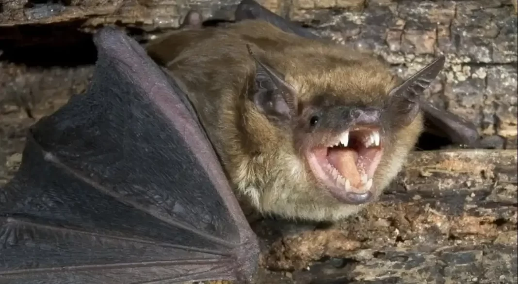 rabid bats