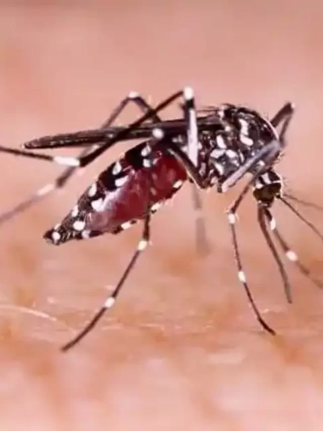 Dengue Cases On The Rise, Here’s What You Should Do