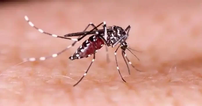 dengue cases on the rise