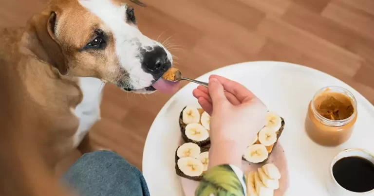 Can Dogs Eat Peanuts